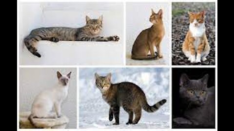 All Cat Breeds Az With Pictures All 98 Breeds In The World