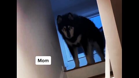 Dogy talks with her mom