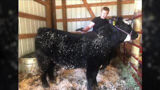 Weld County teen asking for help finding 4-H steer