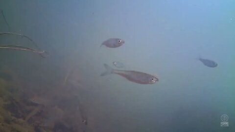 Relaxation freshwater fish video