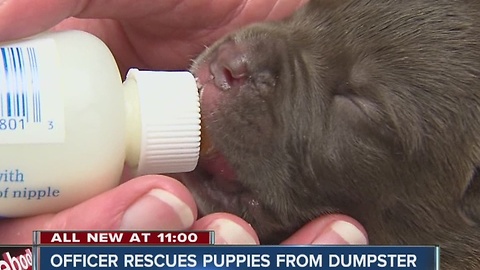 Puppies rescued from dumpster by IMPD officer doing well