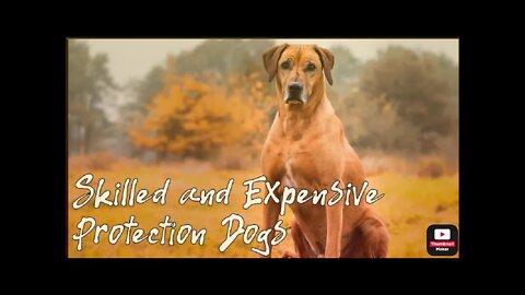 Most Skilled and Expensive Protection Dogs
