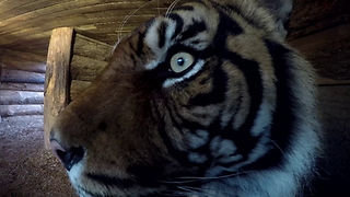 Getting Close To A Sumatran Tiger
