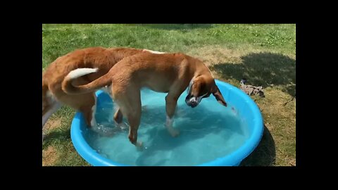 New pool! Great Dane and St. Bernards love it!