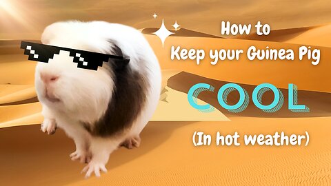 How to Keep your Guinea Pigs Cool ( In hot weather)