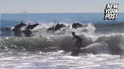 Dolphins go surfing in California
