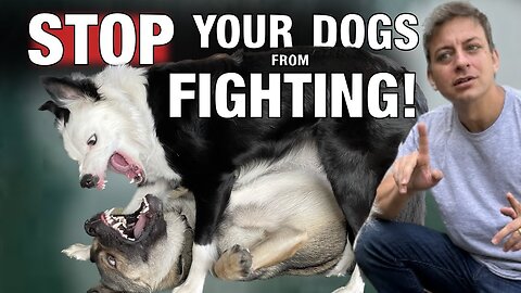 How Do You Keep 2 Dogs From Fighting?