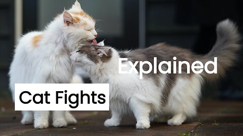 Cat Fights Explained