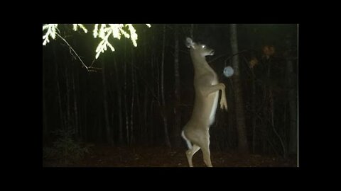The Deer Uprising Against Humans (Storytime Parody)
