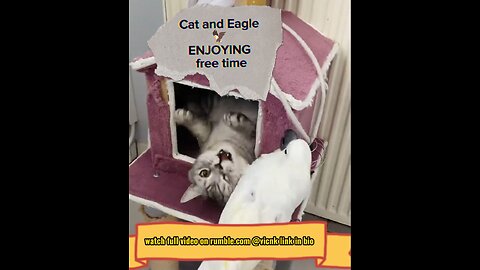 Watch Cat and Eagle enjoying free time