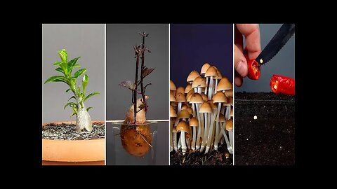 30 most beautiful timelapse of plantation - seed to plant time laps