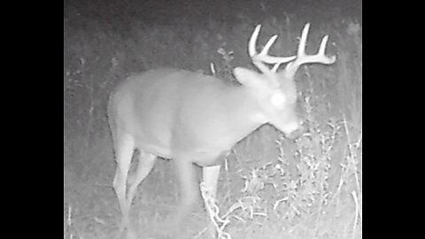 22 Deer Walk Under My Stand -looking four acres and the remnants of my pre-plot!!