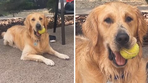 Dog Poses for Video With Ball Hanging out of His Mouth
