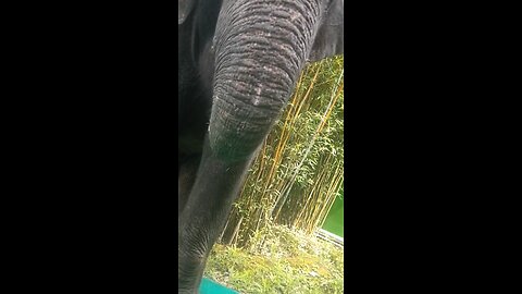 Elephant’s Favourite Food Is Gourd Melon?