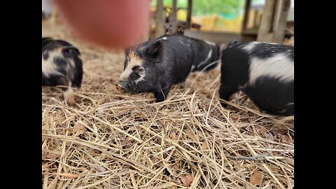 Piggies Get Extra Room For Piglet Races🐖🐗🐷❤️