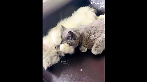 Lovely kitties