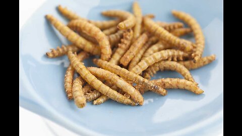 Will You Eat Bugs? - You Will! (Będziesz Jeść Robaki ? - Będziesz !)