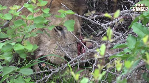 Unseen Footage: Old African Lion EATS A Spotted Hyena!!