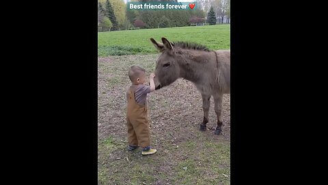 Donkey And His Little Human