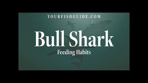 The Feeding Habits Of A Bull Shark | They Use Bump-And-Bite Attack