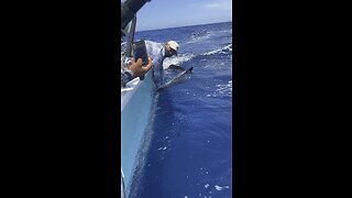 Sailfish release