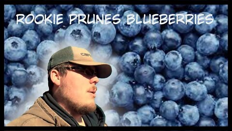 Pruning blueberries to keep HUNDREDS of pounds of food growing well.