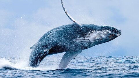 Big Blue whale amazing scenes
