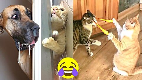 BEST FUNNIEST CATS AND DOGS VIDEOS 2024 - FUNNY ANIMAL VIDEOS