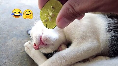 New Funny Animals 😂 Funniest Cats and Dogs Videos 😺🐶 Part 58