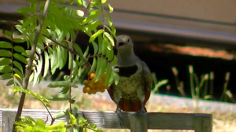 IECV NV #686 - 👀 Northern Flicker On The Fence 🐦7-18-2018