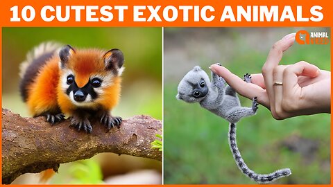 Unveiling the Charm: The 10 Cutest Exotic Animals in the World - A Must-See for Animal Lovers!"