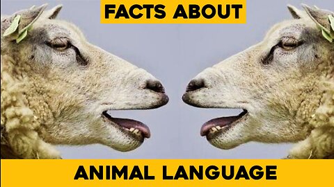 Interesting Facts About Animals Language