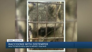 Raccoons with Distemper