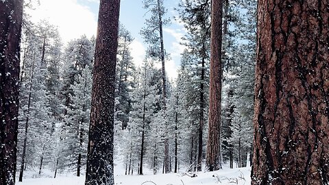 Under a Minute of Silent Crunchy Winter Snow Hiking @ Bandit Springs Sno-Park | 4K Prineville Oregon
