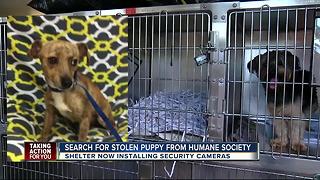 Puppy stolen from Humane Society of Tampa Bay