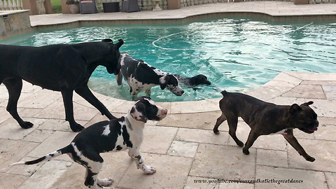 Great Danes Have Friends Over For a Pool Party