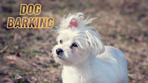 Small Maltese Dog Barking Sounds Effect Video By Kingdom Of Awais