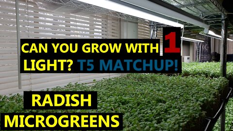 Do You Really Need Two Lights to Grow Microgreens? Let's Find Out! T5 FACEOFF with Radish