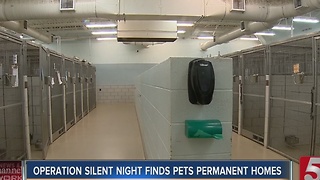 Operation Silent Night Helps Pets Find Homes