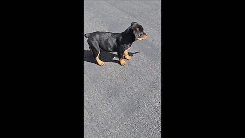 Female Rottweiler Pups playing. DUR