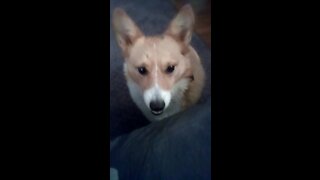 ASMR with a Corgi