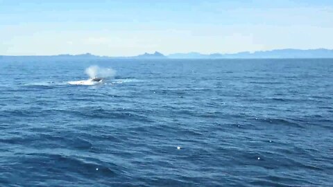 Saw A HUGE Blue Whale Right Next To The Boat