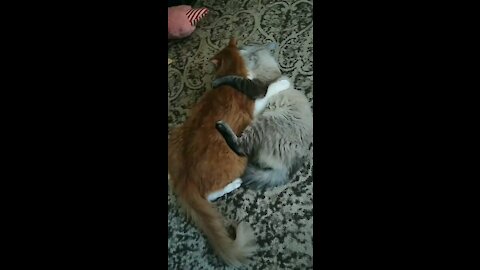 Just a little kitty love