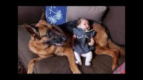 Funny Dogs Protecting Babies