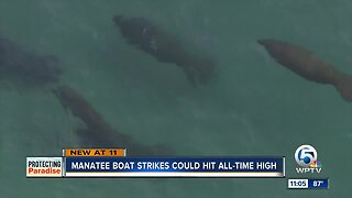 Florida manatee deaths could reach record high