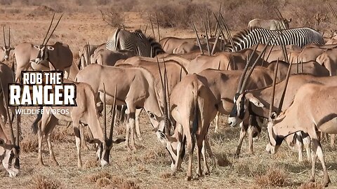 Beisa Oryx | Buffalo Springs | Zebra Plains On Tour