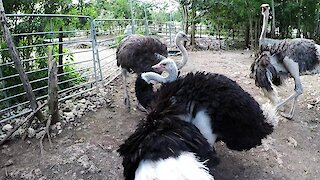 Giant ostrich performs funky dance to attract female at rehab sanctuary