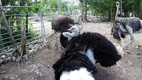 Giant ostrich performs funky dance to attract female at rehab sanctuary