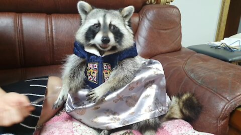 Raccoon wears traditional Hanbok outfit to celebrate holiday