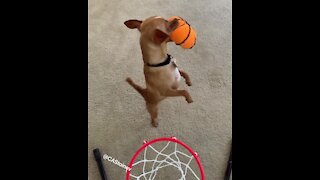 The most impressive doggy slam dunk you'll ever see